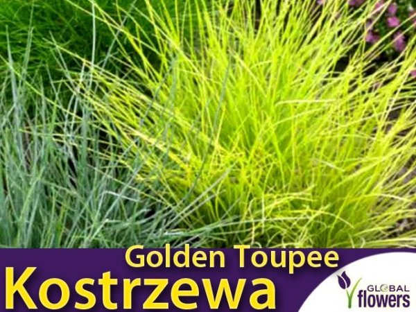 Kostrzewa złota 'Golden Toupee' (Festuca gluaca) Sadzonka