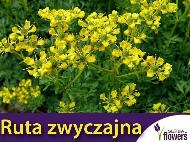 Ruta zwyczajna (Ruta graveolens) Sadzonka, Sklep Ogrodniczy Plumeria