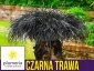Czarna Trawa NIGER (Ophiopogon planiscapus) Prawdziwy Rarytas Sadzonka 