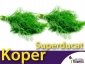 Koper ogrodowy. Superducat (Anethum graveolens) nasiona 5+2,5g 