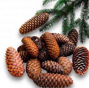 Szyszki Świerkowe Naturalne Dekoracje 30 Szt 8-10 cm Stroik Susz