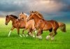 Castor Puzzle 500 elementów Konie biegnące wiosną