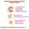 Royal Canin Maine Coon Kitten karma sucha dla kociąt, do 15 miesiąca, rasy maine coon 4kg