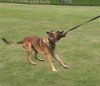 Dingo Zabawka dla psa - Sztuczne Futro z rączką bungee 150cn