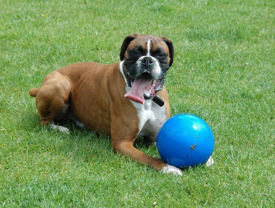 Boomer Ball L - 8&quot; / 20cm niebieska