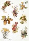 rośliny, winobluszcz, liście dębu, żołędzie, miechunka, wrotycz, bluszcz, jarzębina, orzech laskowy* plants, honeysuckle, oak leaves, acorns, belladonna, gladiolus, ivy, rowan, hazelnut*plantas, madreselva, hojas de roble, bellotas, belladona, gladiolo, h