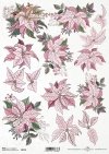 poinsecja, gwiazda betlejemska*poinsettia*Weihnachtsstern*flor de Pascua