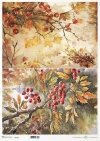 jesienne widoczki, rośliny, jarzębina, jesień, liście*autumn views, plants, rowan, autumn, leaves*Herbstansichten, Pflanzen, Eberesche, Herbst, Blätter