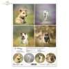 Papier decoupage, papier, Schronisko w Korabiewicach, fotografie zwierząt, psy, Joanna Laskowska, Shelter in Korabiewice, animal photography, dogs, Tierheim in Korabiewice, Tierfotografie, Hunde, Refugio en Korabiewice, fotografía