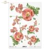 mak, maki, makowe, kwiat, łąka, ogród, lato, R956, poppy, flower, meadow, garden, summer, Mohn, Mohnblume, Blume, Wiese, Garten, Sommer, amapola, flor, prado, jardín, verano 