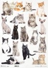 koty*cats*Katzen*gatos