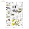 szałwia, Adonis vernalis, Miłek wiosenny, motyle, zioła, kwiaty*sage, Adonis vernalis, spring lovage, butterflies, herbs, flowers*Salbei, Adonis vernalis, Frühlingsliebstöckel, Schmetterlinge, Kräuter, Blumen*salvia, Adonis vernalis, levístico de primaver