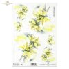 kwiat, ogród, łąka, wiosna, autorka grafiki Maria Kopeć, R912, flower, garden, meadow, spring, Blume, Garten, Wiese, Frühling, flor, jardín, prado, primavera 