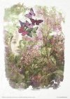 Seria - Herbalist - Zielarka*Series - Herbalist*Serie - Kräutermedizin*Serie - Hierbas