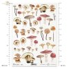 Seria Mysterious forest, grzyb, grzyby, kurki, muchomor, muchomory, prawdziwki, podgrzybki, jesień, las, mushroom, mushrooms, chanterelles, toadstools, ceps, boletes, autumn, Mysteriöse Waldserie, Pilz, Pilze, Pfifferlinge, Fliegenpilze, Steinpilze