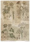 Zestaw papierów - Herbarium*Set of papers - Herbarium*Reihe von Papieren - Herbarium* Conjunto de papeles - Herbario* Conjunto de papeles - Herbario