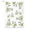 stokrotka, stokrotki, kwiat, ogród, łąka, wiosna, autorka grafiki Maria Kopeć, R901, daisy, daisies, flower, garden, meadow, spring, Gänseblümchen, Blume, Garten, Wiese, Frühling, margaritas, flor, jardín, prado, primavera