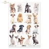 pies, psy, psiak, psiaki, pieski, zwierzę, zwierzęta domowe, dog, dogs, pets, animal, Hund, Hunde, Haustiere, Tier, Haustiere, perro, perros, mascotas, animal