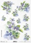 fiołek, fiołki, kwiat, ogród, łąka, wiosna, autorka grafiki Maria Kopeć, R903, violet, flower, garden, meadow, spring, Veilchen, Blume, Garten, Wiese, Frühling, violeta, violetas, flor, jardín, prado, primavera