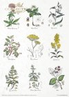 Zestaw papierów - Herbarium*Set of papers - Herbarium*Reihe von Papieren - Herbarium* Conjunto de papeles - Herbario* Conjunto de papeles - Herbario