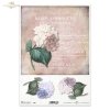 hortensja, hortensje, kwiat, ogród, lato, hortensją, pocztówka, Paris, R984, flower, garden, summer, hydrangea, postcard, Blume, Garten, Sommer, Hortensie, Postkarte, flor, jardín, verano, hortensia, tarjeta postal, París