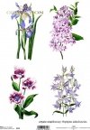 rice-paper-decoupage-flowers-meadow-garden-Krystyna-Jałochowska-R0122