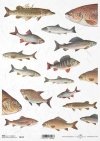 ryba, ryby, rybka, wędkarstwo, wędkowanie, łowienie, fish, fishing, Fisch, Fische, Angeln, pez, peces, pesca