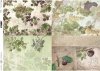 Decoupage de papel de frutas, uvas, grosellas, ciruelas, moras*Бумажные декупаж фрукты, виноград, крыжовник, сливы, ежевика*Papier decoupage Früchte, Trauben, Stachelbeeren, Pflaumen, Brombeeren