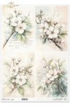 kwiaty flowers Blumen flores 
