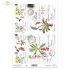 Wawrzynek wilczełyko, Wulfenia, zioła, kwiaty, motyle*Witch hazel, Wulfenia, herbs, flowers, butterflies*Hamamelis, Wulfenia, Kräuter, Blumen, Schmetterlinge*Hamamelis, Wulfenia, hierbas, flores, mariposas