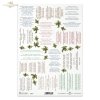 teksty kolęd w języku polskim, kolęda, kolędy, ostrokrzew, Christmas carols - texts in Polish, Weihnachtslieder - Texte auf Polnisch, Villancicos - textos en polaco 