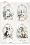 psy, pieski, wiejskie zwierzęta, wiosenne klimaty, rustykalny styl*dogs, country animals, spring breeds, rustic style*Hunde, Hühner, Tiere auf dem Lande, Frühlingsblumen, rustikaler Stil*perros, gallinas, animales de campo, clima primaveral, estilo rústic