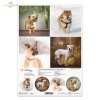 Papier decoupage, papier, Schronisko w Korabiewicach, fotografie zwierząt, psy, Joanna Laskowska, Shelter in Korabiewice, animal photography, dogs, Tierheim in Korabiewice, Tierfotografie, Hunde, Refugio en Korabiewice, fotografía