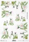 stokrotka, stokrotki, kwiat, ogród, łąka, wiosna, autorka grafiki Maria Kopeć, R901, daisy, daisies, flower, garden, meadow, spring, Gänseblümchen, Blume, Garten, Wiese, Frühling, margaritas, flor, jardín, prado, primavera