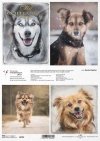 Schronisko w Korabiewicach, fotografie zwierząt, psy, Dorota Majcher*Shelter in Korabiewice, animal photography, dogs, Dorota Majcher*Tierheim in Korabiewice, Tierfotografie, Hunde, Dorota Majcher*Refugio en Korabiewice, fotografía de animales, perros, Do