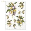 Jasmine, flower, flowers, R387