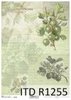 papier decoupage owoce, agrest*Paper decoupage fruit, gooseberry