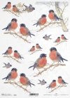 ptak, ptaki na gałęzi, ptaszek, ptaszki, gil, zima, R590, birds on a branch, bird, winter,  pájaros en una rama, pájaro, invierno, Vögel auf einem Zweig, Vogel, Vögel, Winter