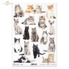 kot, koty, kotek, kotki, zwierzę, zwierzęta domowe, cat, cats, kitten, kittens, animal, pets, Katze, Katzen, Kätzchen, Tier, Haustiere, gato, gatos, gatito, gatitos, animal, mascotas
