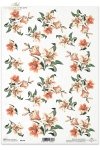 kwiat, kwiaty, lilia, lilie. lilii, ogród, R148, flores, blanco - lirios naranjas , Blumen, weiß - orange Lilien , lilie, lilies, flower, flowers, meadow, garden
