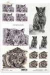 zwierzęta, kot, koty, tygrys, grafika, Klaudia Bezak, R147, painting, cat, cats, tiger, tigers, animals, artist, painter, Klaudia Bezak, pintura, un gato y un tigre, artista, pintor Klaudia Bezak , Malerei, eine Katze und ein Tiger, Künstler