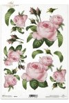 róża, róże, dzika róża, pąki, liście, bukiety, kwiat, kwiaty, R036, roża, róże, Rose, roses, buds, leaves, bouquets, flowers, flower, Blumen, rosa Rosen, flores, rosas rosadas 