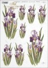 iris, irises, flower, flowers, R389