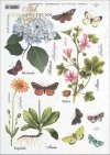 meadow, plants, butterfly, butterflies, hydrangea, mallow, arnica, merchant, flower, flowers, R403
