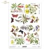 jaskółcze ziele, szałwia, dzika róża, zioła, motyle, łąka, rośliny, Wulfenia, Wawrzynek wilczełyko, mezereum, Miłek wiosenny*swallow-wort, sage, wild rose, herbs, butterflies, meadow, plants, Wulfenia, wolfsbane, mezereum, spring lovage*salvia, rosa silve