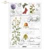 Rumianek, kwiaty, zioła*Chamomile, flowers, herbs*Kamille, Blumen, Kräuter*Manzanilla, flores, hierbas