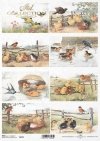 wiosna, wieś, wioska, pole, ptak, ptaszek, ptaszki, pisklak, pisklę, kurczak, kurczaczki, spring, village, field, bird, chicks, chickens, Frühling, Dorf, Feld, Vogel, Vögel, Küken, Hühner, primavera, pueblo, campo, pájaro, pollos 