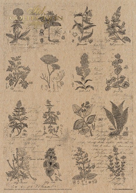 Zestaw papierów - Herbarium*Set of papers - Herbarium*Reihe von Papieren - Herbarium* Conjunto de papeles - Herbario* Conjunto de papeles - Herbario