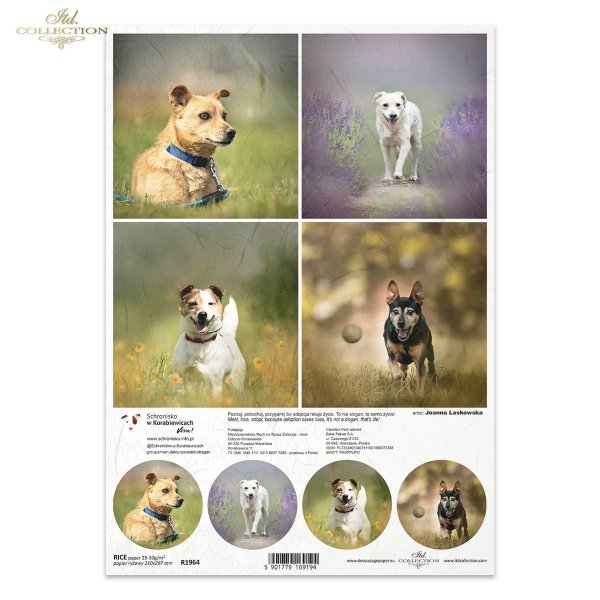 Papier decoupage, papier, Schronisko w Korabiewicach, fotografie zwierząt, psy, Joanna Laskowska, Shelter in Korabiewice, animal photography, dogs, Tierheim in Korabiewice, Tierfotografie, Hunde, Refugio en Korabiewice, fotografía