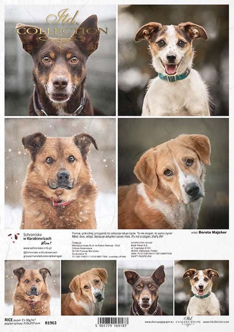 Schronisko w Korabiewicach, fotografie zwierząt, psy, Dorota Majcher*Shelter in Korabiewice, animal photography, dogs, Dorota Majcher*Tierheim in Korabiewice, Tierfotografie, Hunde, Dorota Majcher*Refugio en Korabiewice, fotografía de animales, perros, Do